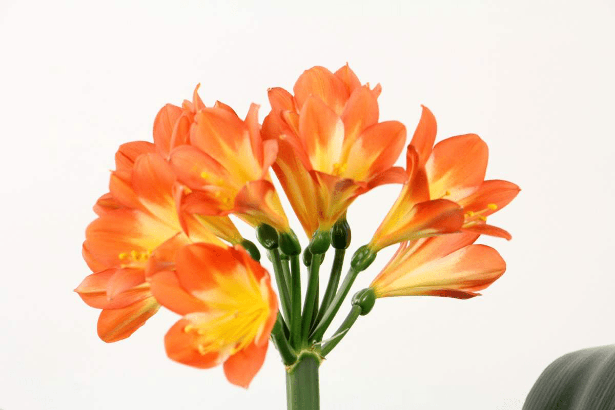 叶子|冬天养君子兰,要给它加点“零食”,叶子油亮开花爆盆