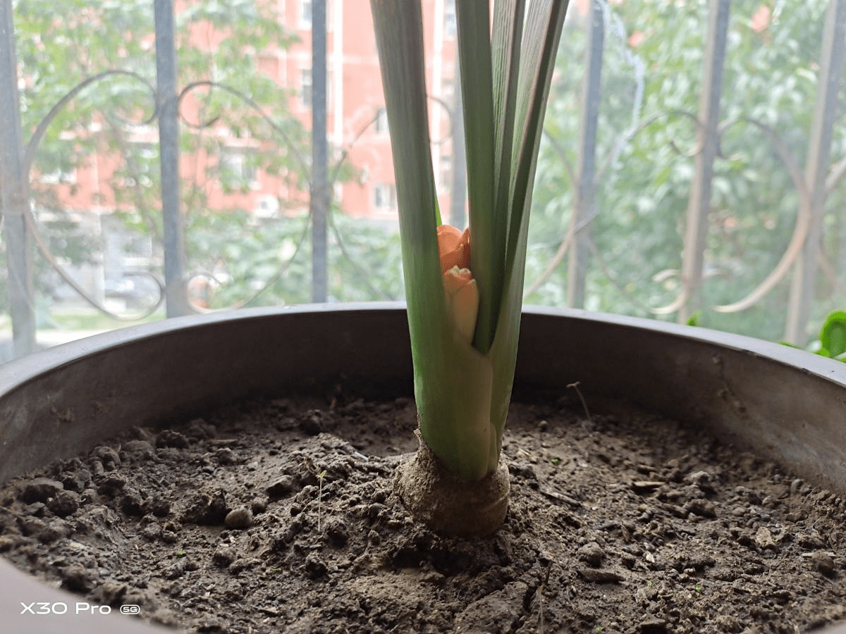 叶子|冬天养君子兰,要给它加点“零食”,叶子油亮开花爆盆