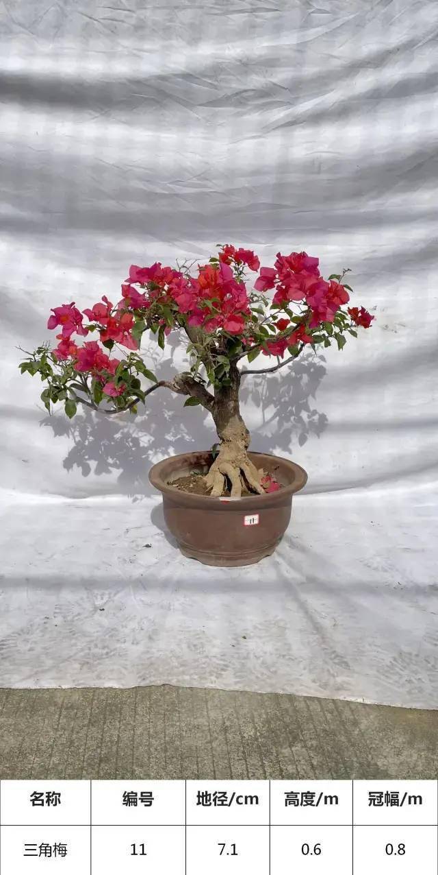 精品三角梅盆景造型 181418ce13514b1b8b72f0fc0d061b1e.jpeg