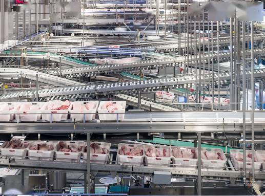 图丨日屠宰10万头猪直击全世界最现代化的生猪屠宰场