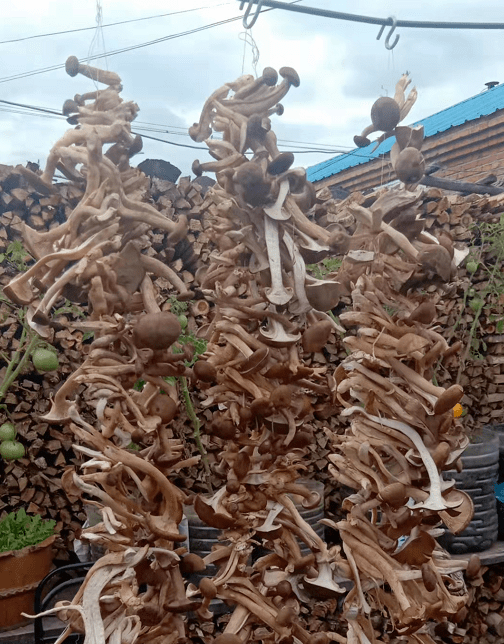 林区人采的路基蘑原来大有来头!