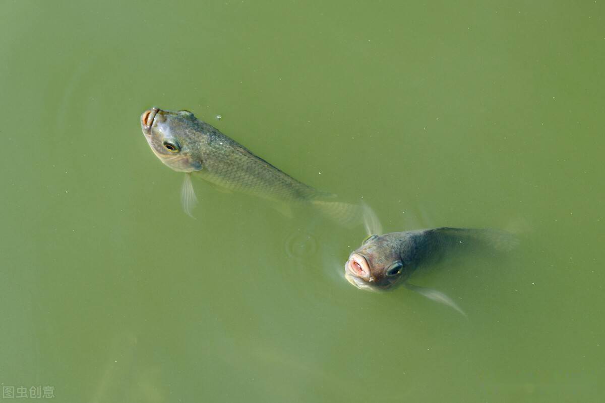 池塘水质调控不能忽略总碱度