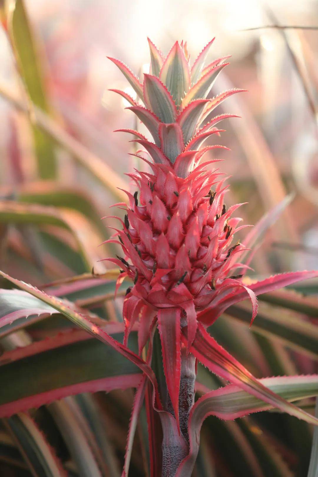 菠萝界的粉红女郎来湛江找到你的少女心