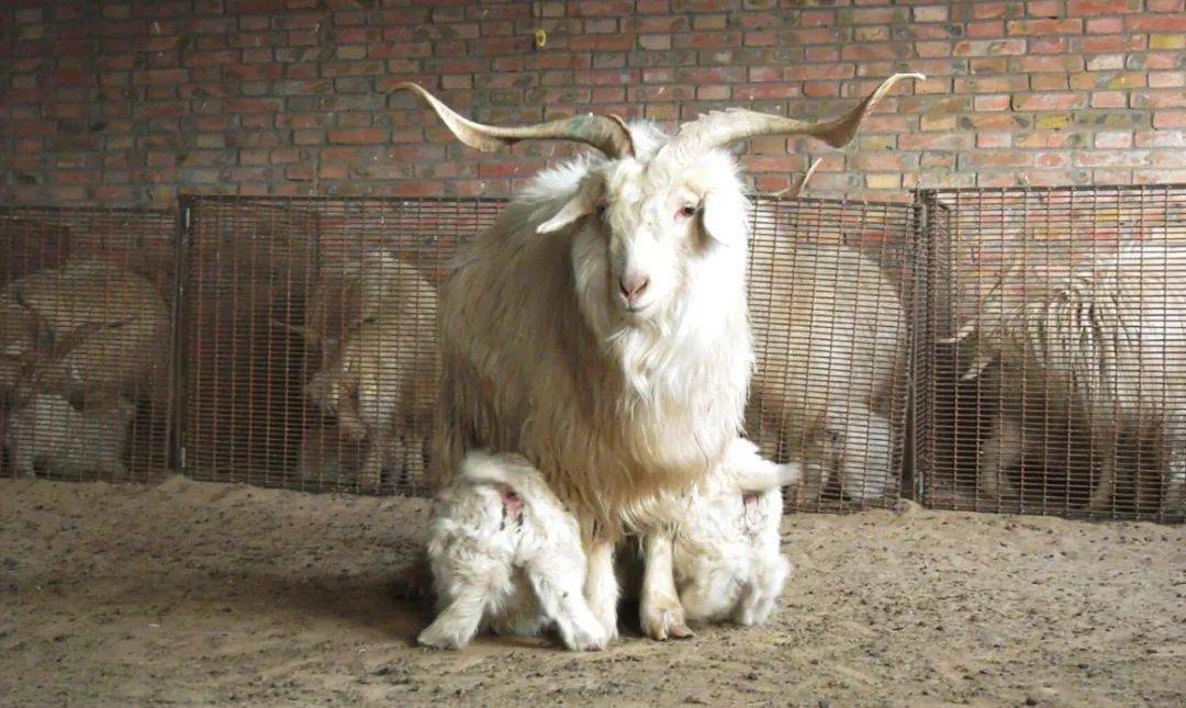 爆料稀罕内蒙古一牧民喜接65对双胞胎羊羔