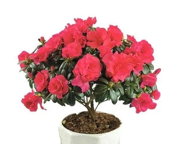 冬春季养茶花和杜鹃花 一定要做好这4点 不然花苞打不开 开花 月季 花卉