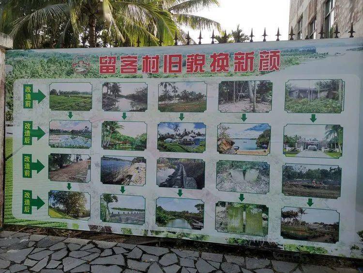 村里的水塘莲花点点,展板上村容村貌的今昔对比让我们感受到了变化的