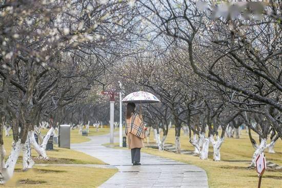 黄埔区|漫天飞“雪”暗香浮 广东赏梅正当时