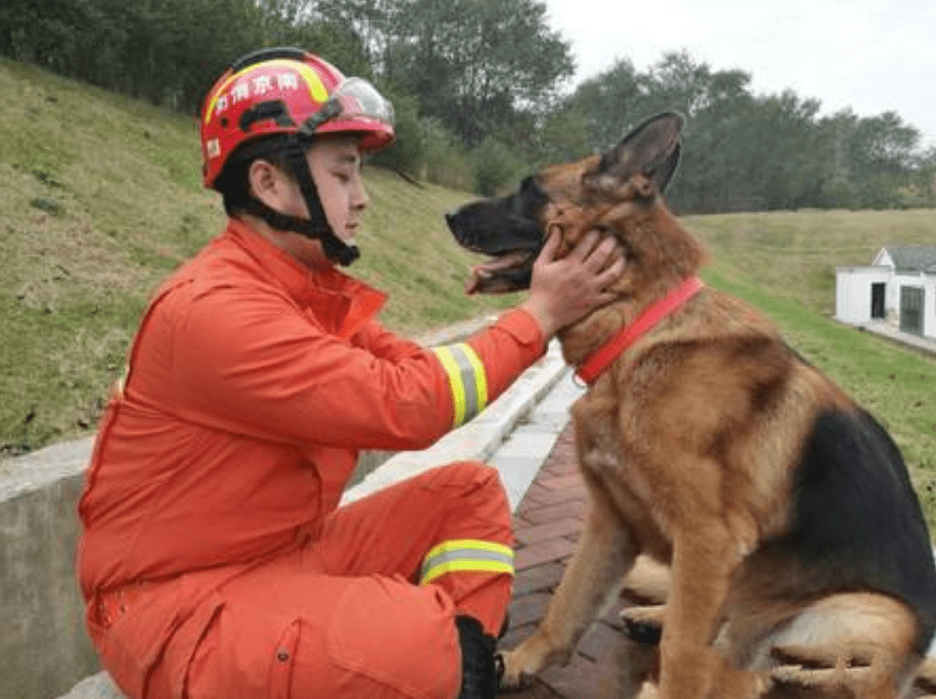 搜救犬坤虎图片