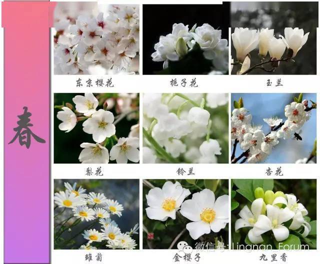 450种超全花卉图谱 春夏秋冬花盛开 保你啥花都认识 植物 院子 交流