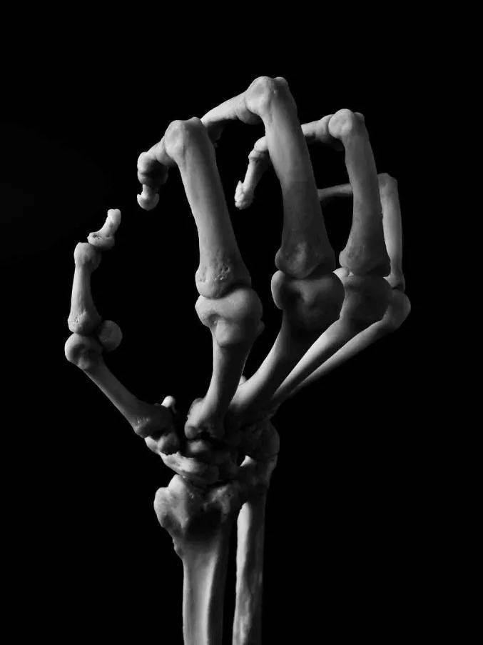 骨骼之美用摄影探秘生命秘境