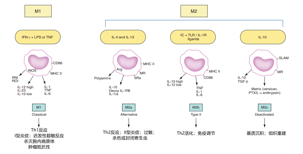 巨噬细胞活化的m1和m2模式到了需重新评估的时候了