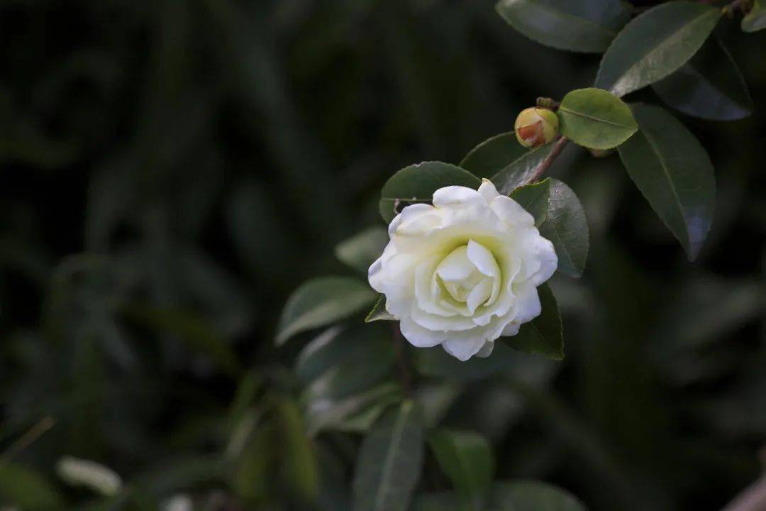 山茶花|全部免费！深圳1月公园赏花指南来啦！梅花、风铃木、山茶花……