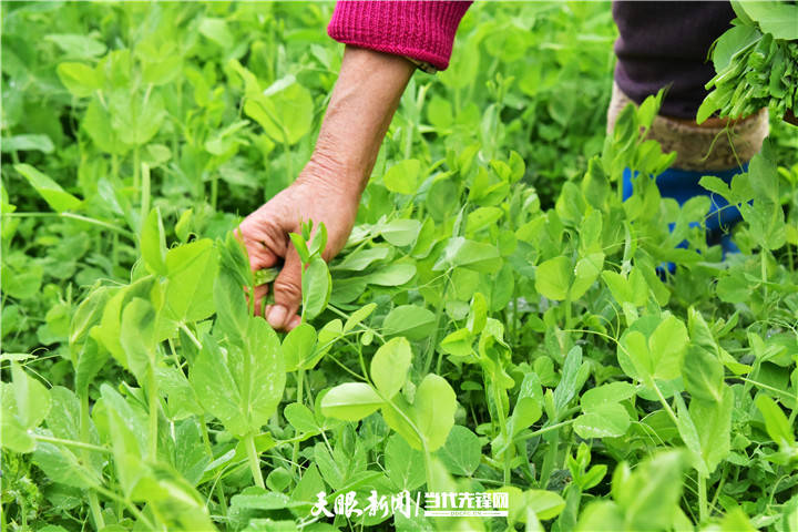 四新四化蹲點稿件辣椒城上的一抹青綠菜籃子孕育來年春天