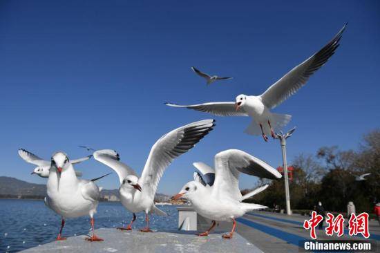 春城|昆明进入最佳观鸥季