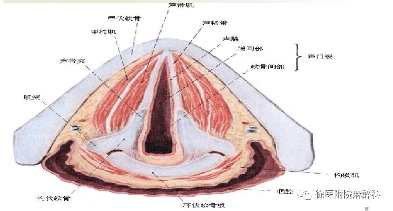 声带断层解剖图片