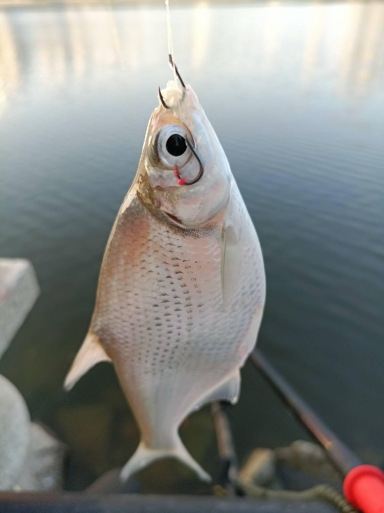 5斤麦鲮成功上岸_竿子_鲫鱼_整理