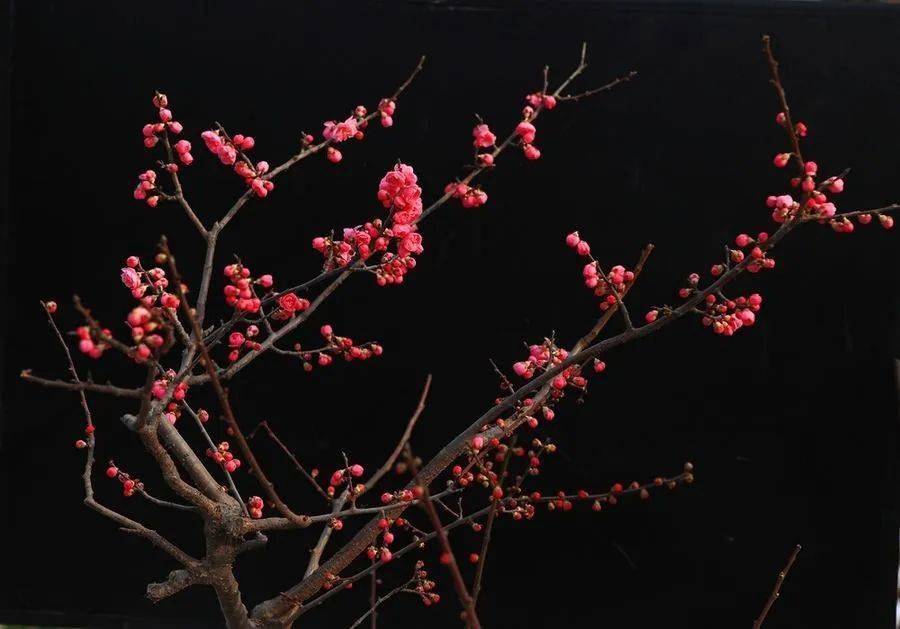 云天社福建分社朱四真专辑点点梅花气象新