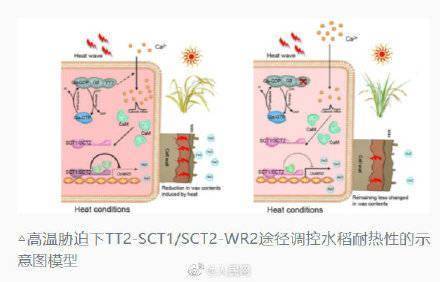 成功|中国科学家培育抗热水稻应对全球变暖