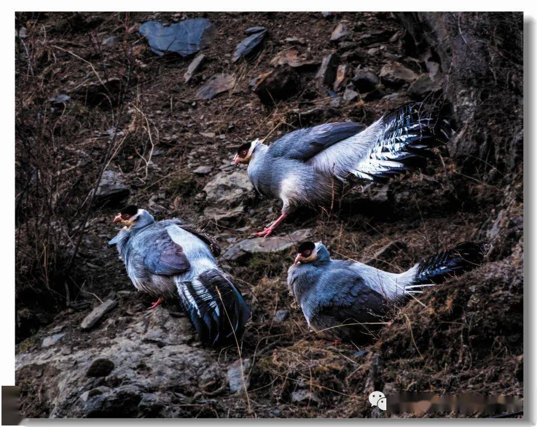 自然栖息的高海拔禽鸟类——我眼中的西藏风情之一