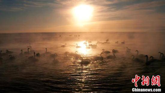 水汽|青海湖畔大天鹅集体“泡汤”画面唯美