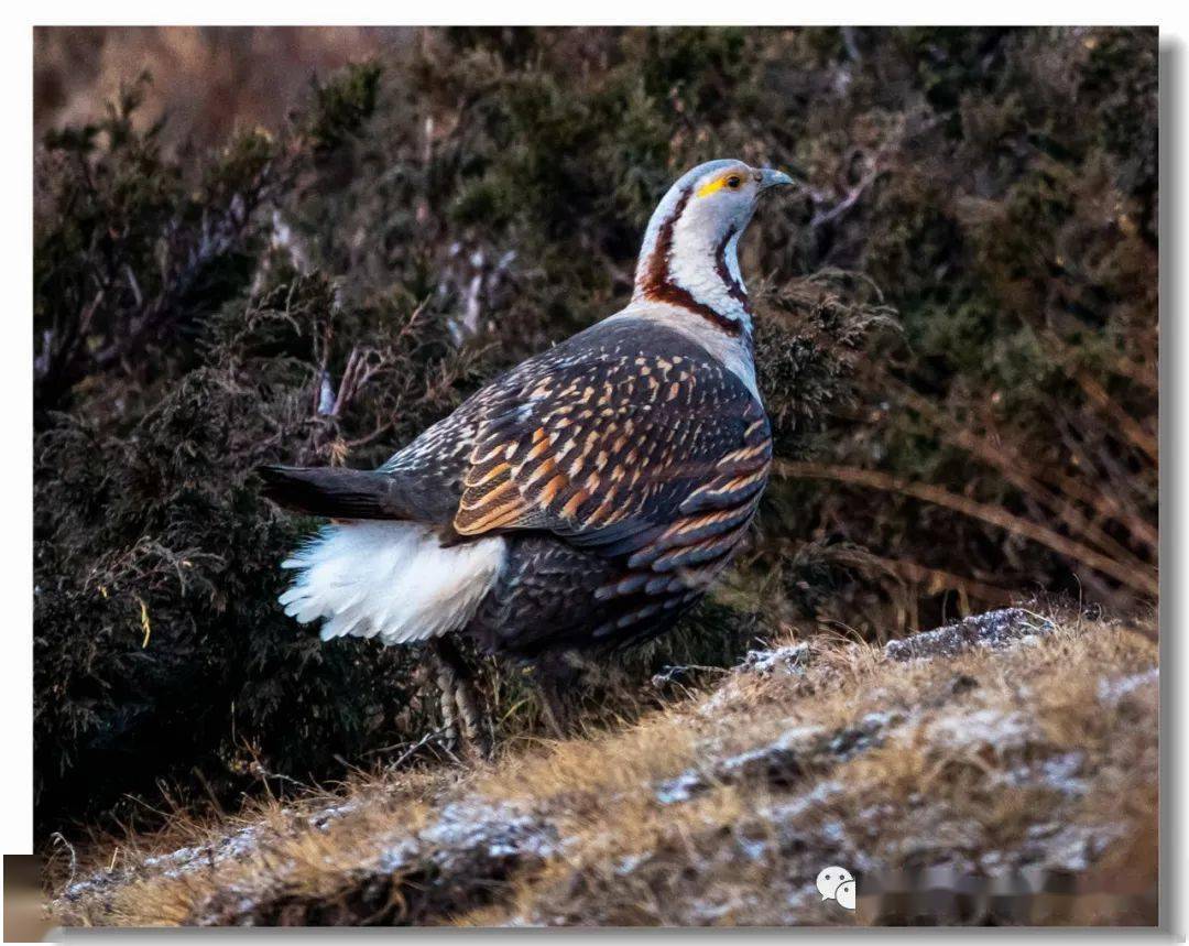 自然栖息的高海拔禽鸟类我眼中的西藏风情之一