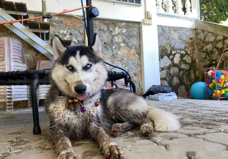 哈士奇撒手没,被邻居送回后,主人傻眼:你还是去流浪吧_臭豆腐_萨摩耶