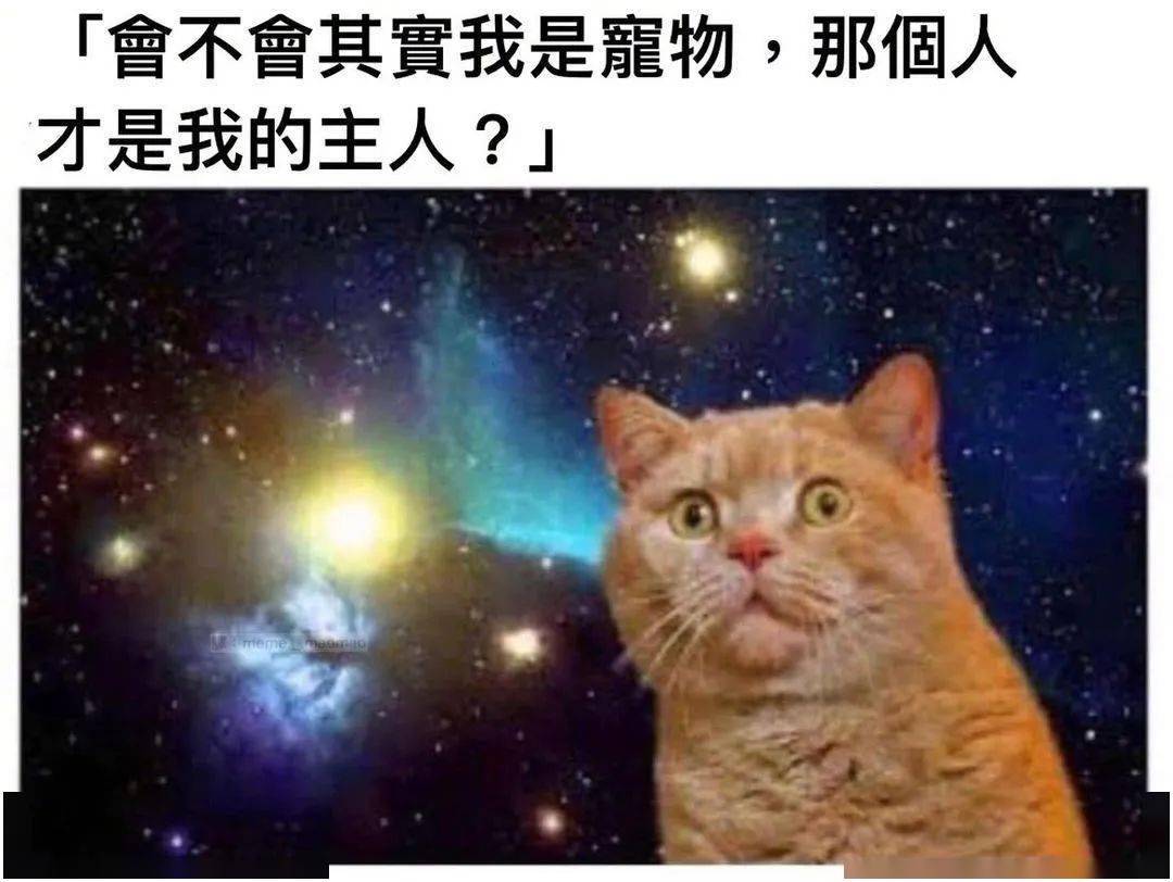 梦之寓言，女人梦见好多猫在自己身上的深层解读