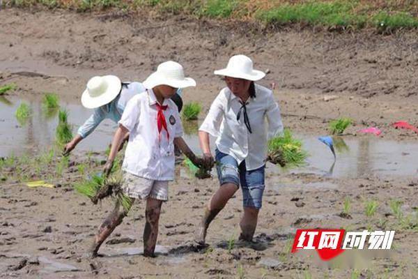 湖区|给每一丘田一个负责任的名字——湖南“田长”大步走来