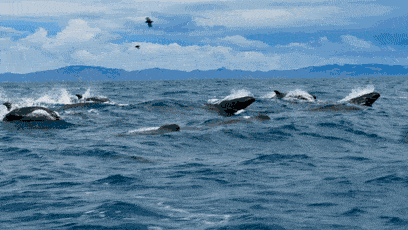 676e989c8efe43c5a5f9465a5f87871f.gif