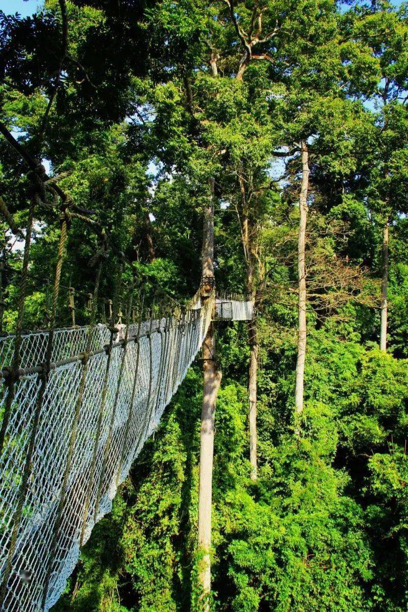 热带雨林望天树景区图片