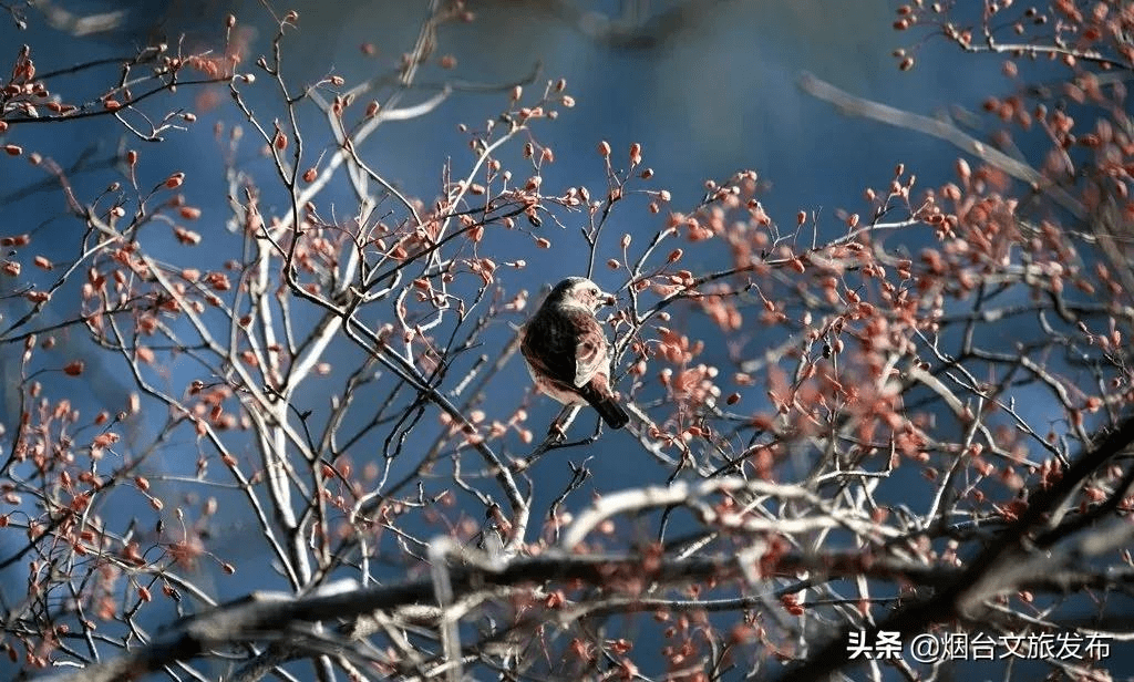 美酒|门票3折！新年来烟台这些景区，放纵玩！