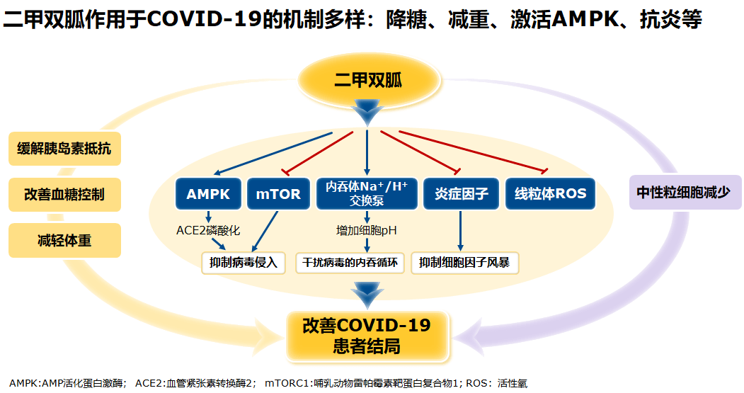 使用二甲双胍的理由更多了心肾获益证据不断或还可对抗新冠