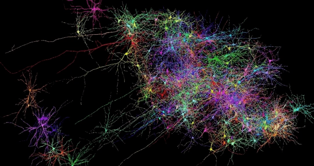 【看天下】科学家即将揭示人类大脑神经网络结构的奥秘