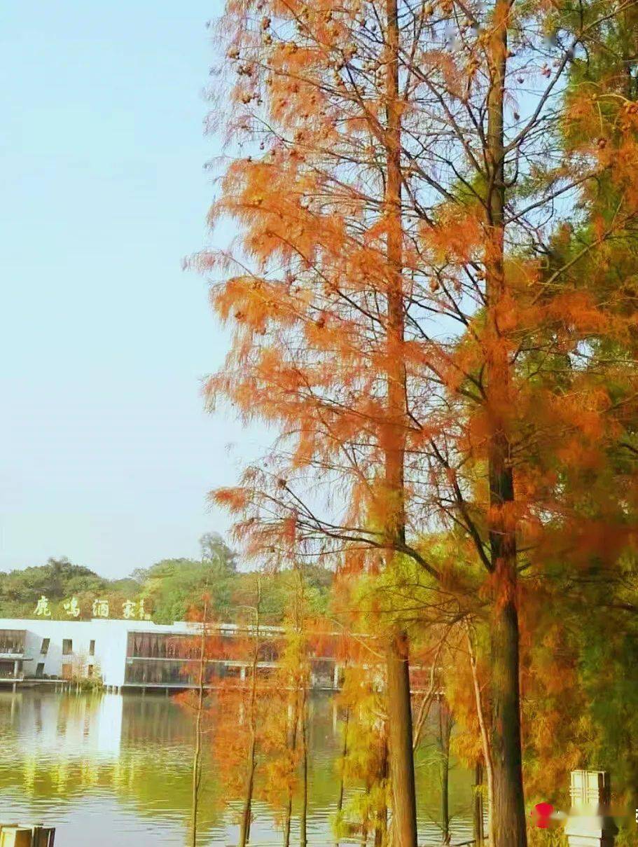 保姆级打卡广州4大限定红杉林预定你的256g内存