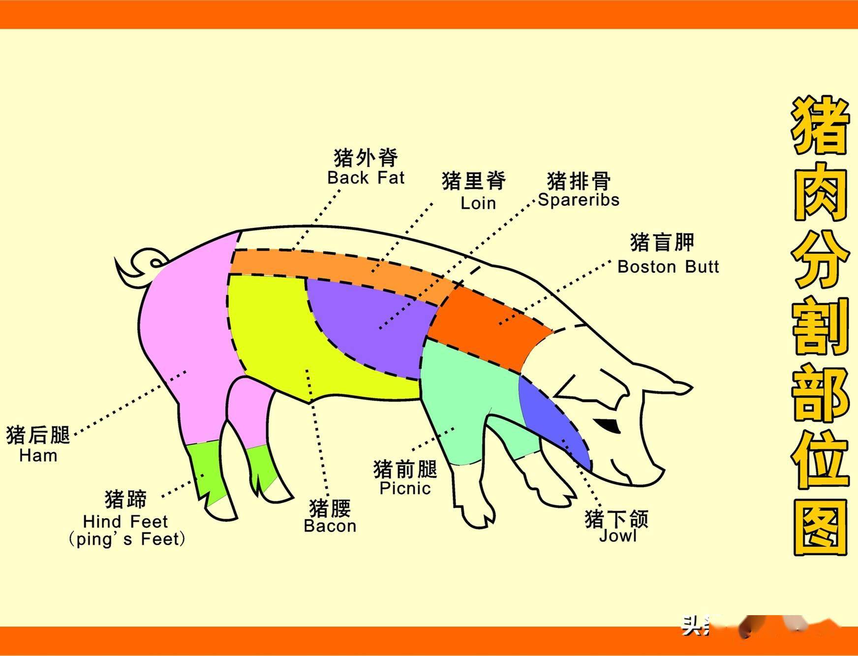 猪蹄怎么区分前后蹄图片