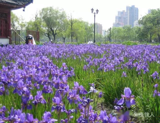 內輪花被直立,花期5-6月;圖2南京莫愁湖公園中日友好鳶尾園【燕子花】