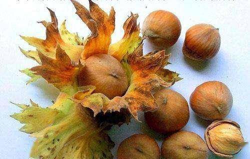 吃什么食物有助于使血管干净 2b42c51921614eefac61e40f093a8c1c.jpeg