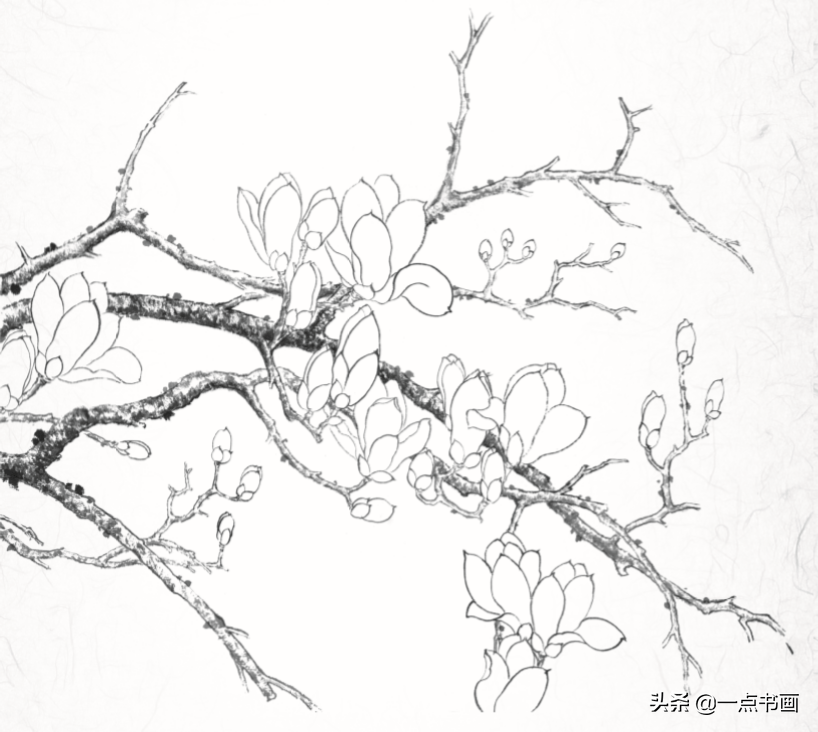 白描玉兰花与桃花画法 简单易上手 花瓣 画面 花心