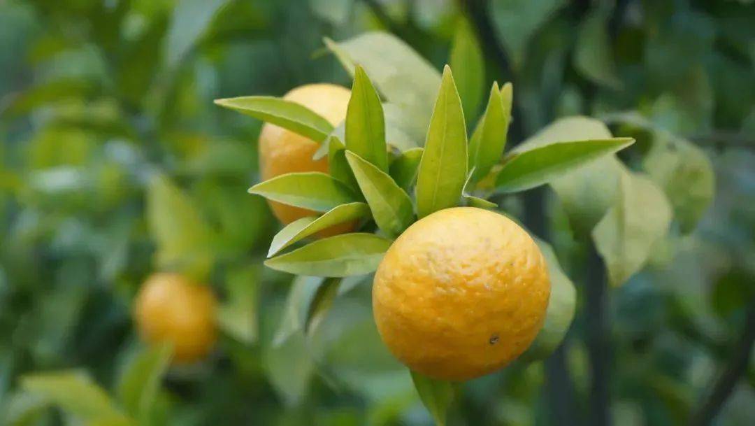 班级|播种绿色 收获幸福 | 一起来学校摘沃柑吧！