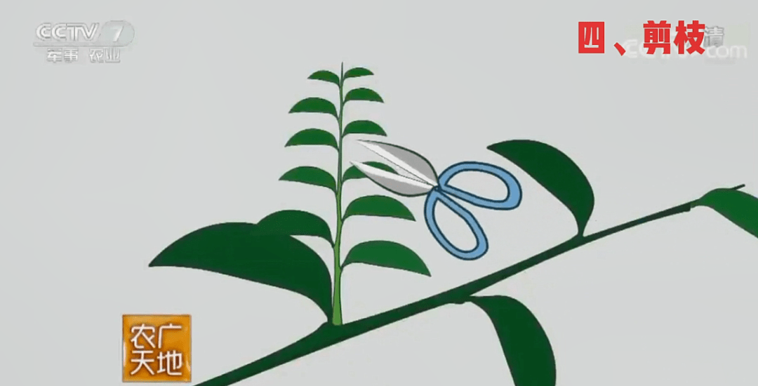 班级|播种绿色 收获幸福 | 一起来学校摘沃柑吧！