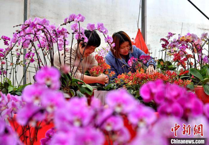 山腰街道|福建泉港：百花争艳年味浓