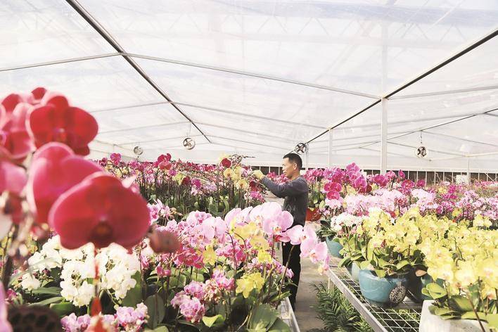 蝴蝶兰花开迎新年 销售 漳浦县 温室大棚 蝴蝶兰花开迎新年 销售 漳浦县 温室大棚