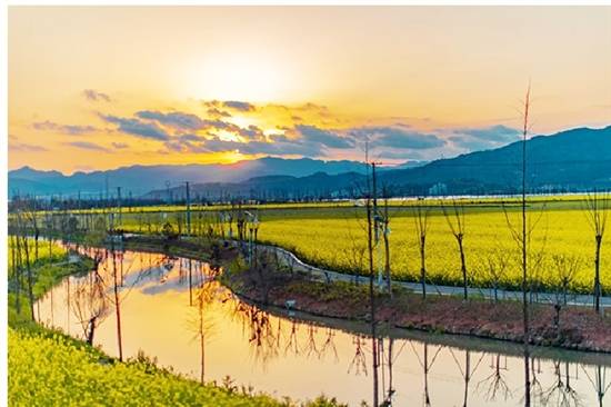 这五年,桐浦镇砥砺奋进铸辉煌_油菜花_建设_樱花