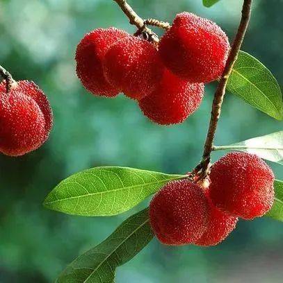 【杏林百草】杨梅_草药_梅根_树皮