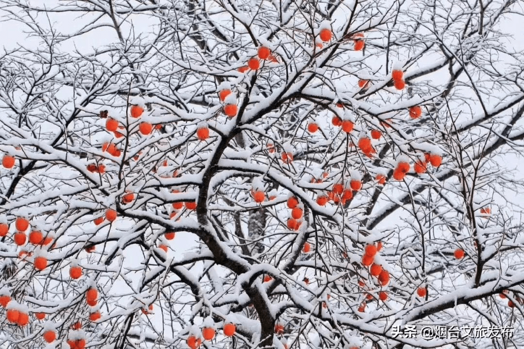 世外桃源|一场冬雪后，昆嵛山竟变成这样……