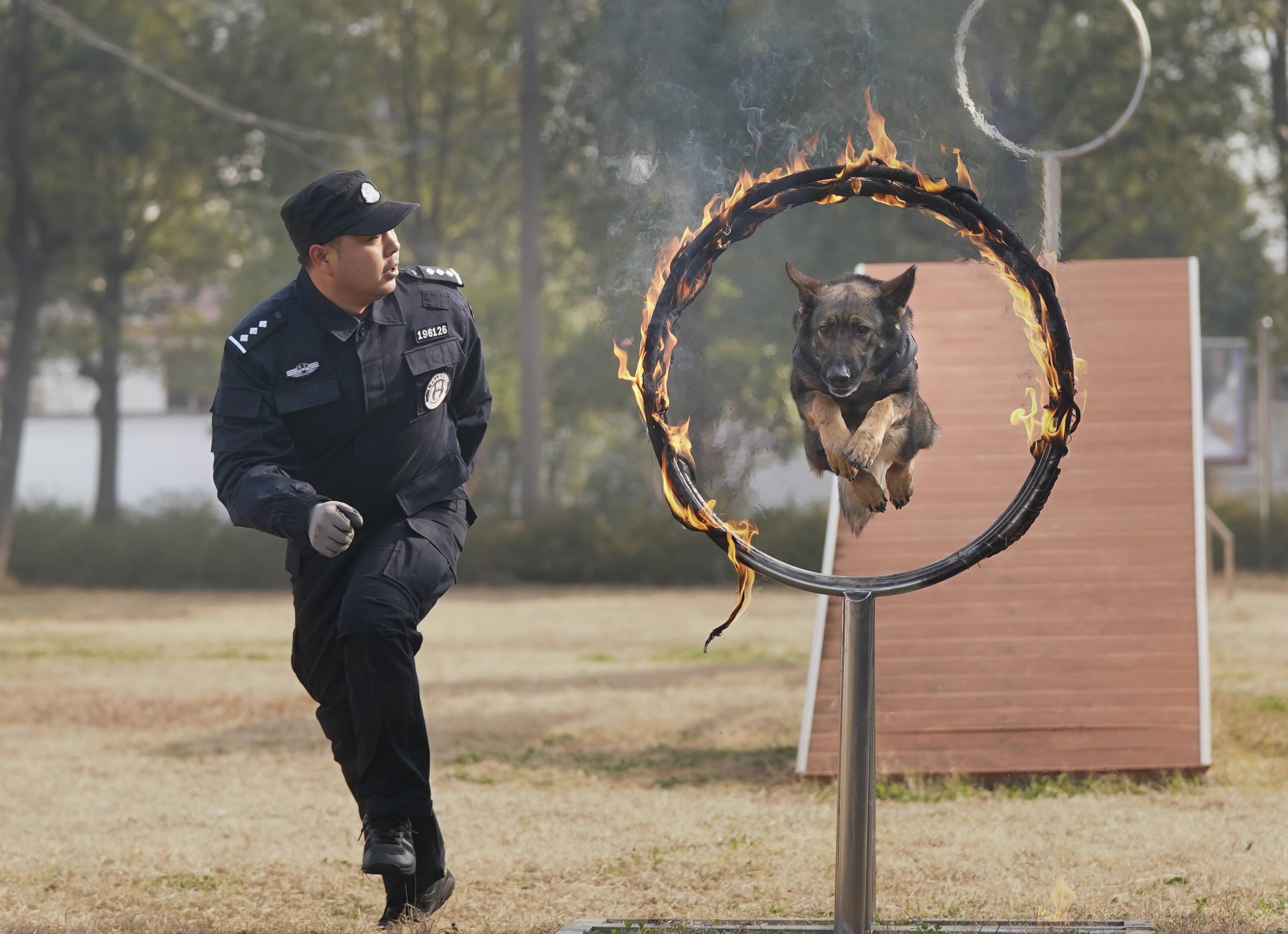 武汉警犬训练备战春运