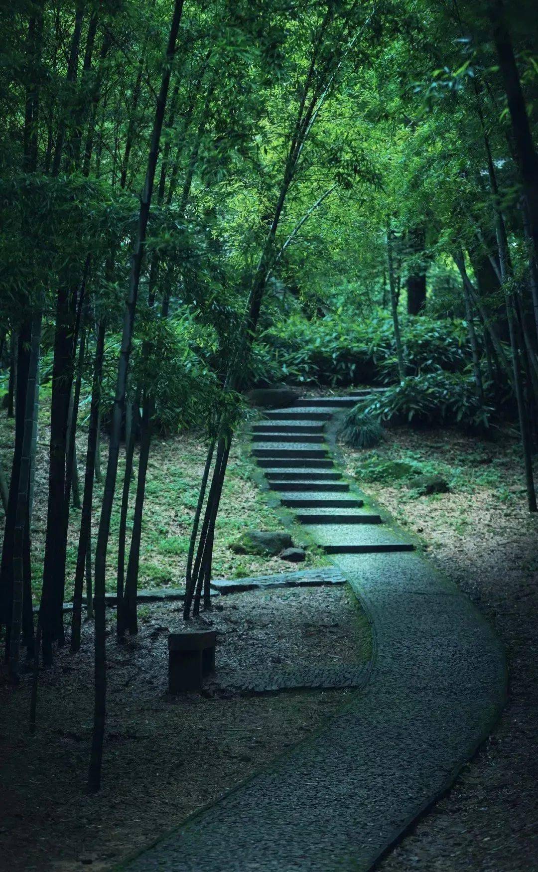 传统文化| 庭院情怀| 视觉新浪微博id:行行之沙竹,中通外直,生而有节