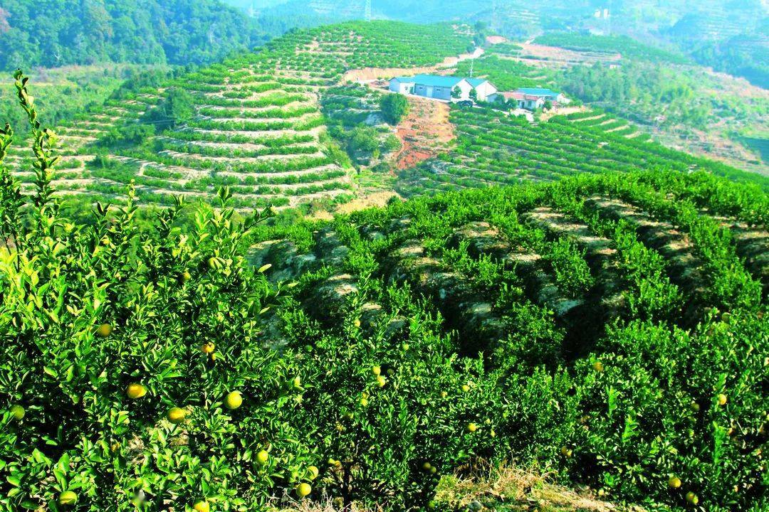 庆元这里要打造"中国甜桔柚第一村"_产业带_发展_生产