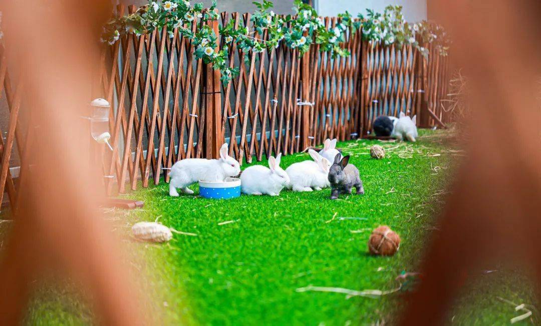 兔子尾巴宠物生活馆这里就是超多萌动小兔砸,陪你嗨玩暖阳三月展会