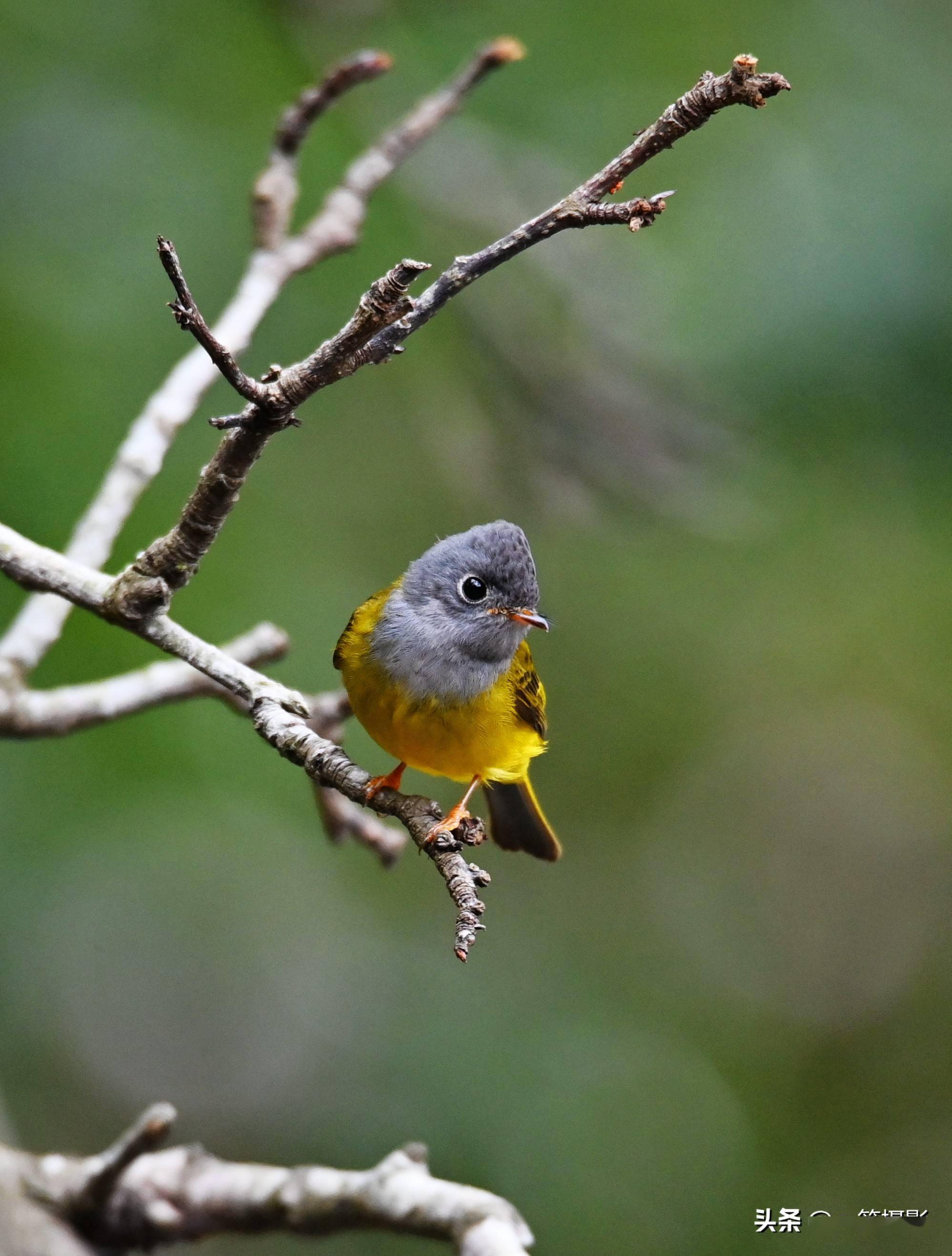 方尾鹟,为鹟科方尾鹟属的一种鸟类.